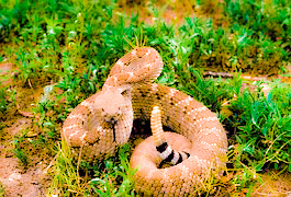 rattlesnake-902539__180_edited